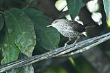 Thrush-like Wren